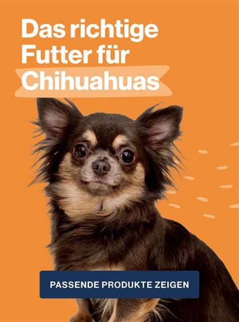 Pflege-Checkliste für Chihuahuas
