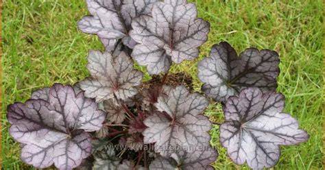 Pflegearbeiten bei Heuchera
