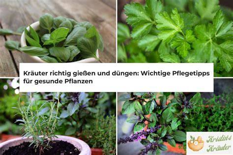 Pflegetipps und Jahresübersicht für Rutenstrauch