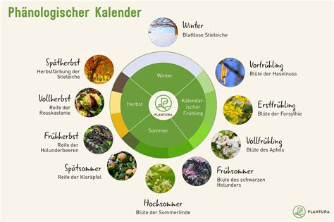 Phänologischer Kalender Kirsch- und Löwenzahnblüte
