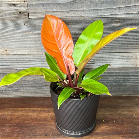 Philodendron 'Prince of Orange' als Trendpflanze im Wohnraum