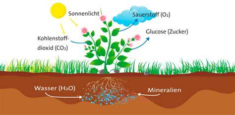 Photosynthese: Synthese der Kohlenhydrate aus Triosen