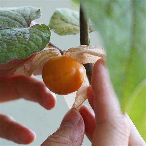 Physalis, Himbeeren und Marmeladenzutaten auf dem Tisch