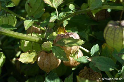 Physalis am Strauch mit papierartiger Hülle