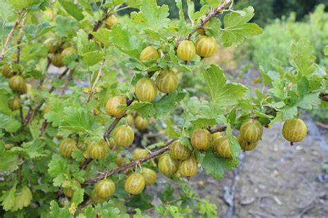 Physalis-Beeren am Strauch