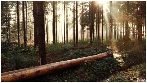 Piemonteser Landschaft und Haselnusshaine im Sonnenlicht