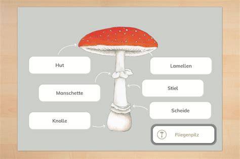 Pilze und Trüffel mit Psilocybin - Infografik über Aufbau und Bestandteile