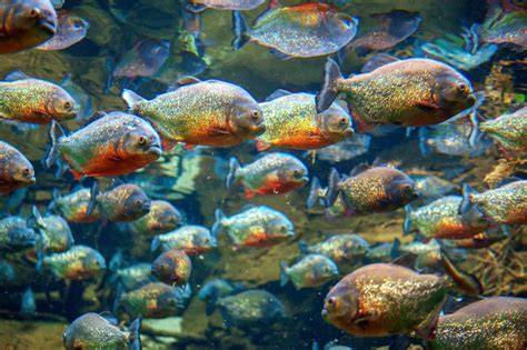 Piranha im internationalen Fischhandel
