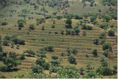 Pistazienplantage und trockene Bewässerungslandschaft