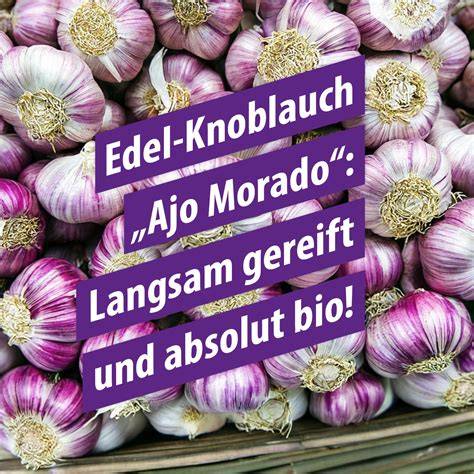 Plantage mit Ajo Morado Knoblauch