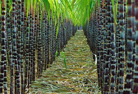 Plantation von Zuckerrohr und Erntereihen
