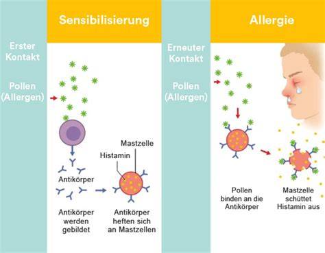 Pollenallergie: Wind- vs. Insektenbestäubung und Allergierisiko
