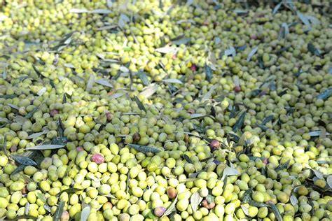 Polnische Herkunft und Vielfalt aromatisierter Wodkas