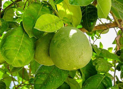 Pomelo am Baum: birnenförmige gelb-grüne Früchte an Ästen