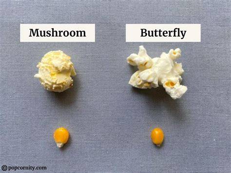 Popcornmais-Arten: Butterfly und Mushroom in Vergleich