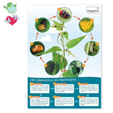 Poster: Lebenszyklus & Klimabilanz eines Eises (stilisierte Grafik)