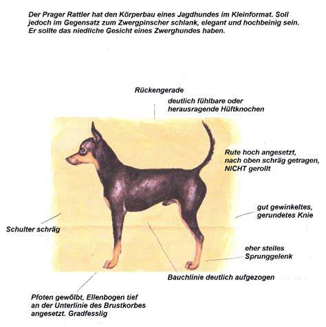 Prager Rattler Rassestandard: Körperproportionen und Kopfform
