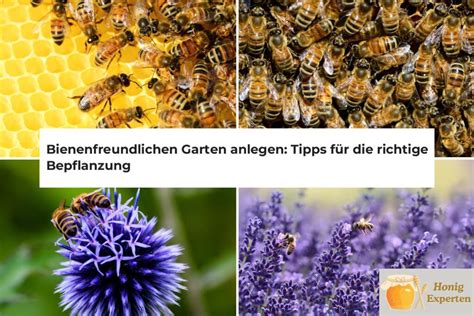 Praktische Tipps für bienenfreundlichen Garten und vegane Ernährung