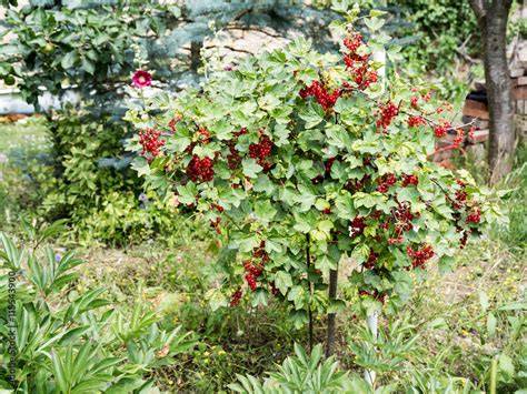 Prall gefüllter Johannisbeerstrauch im Garten
