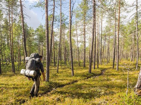 Preiselbeer-Ernte im Gebirge (Lappland)