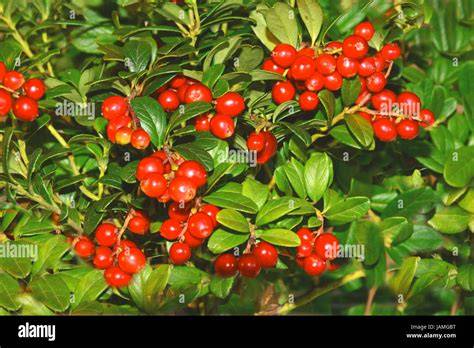 Preiselbeeren am Strauch in den Alpen