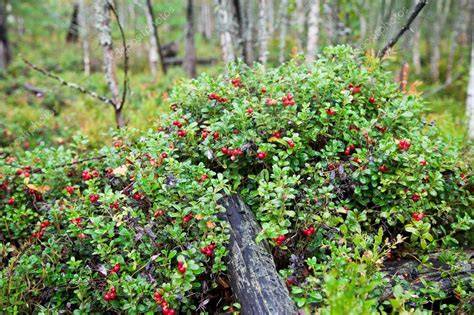 Preiselbeeren im Wald