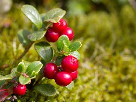 Preiselbeersaft als Allrounder in der gesundheitsbewussten Ernährung