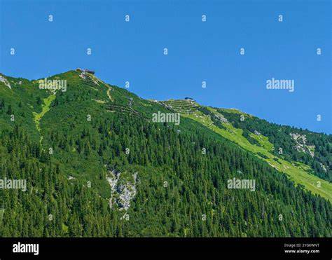 Preiselbeersträucher in alpiner Region