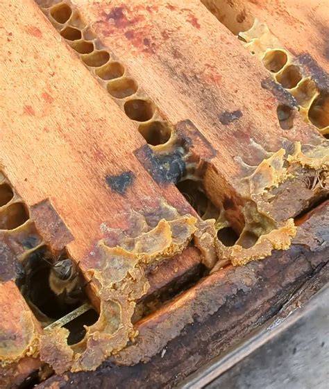 Propolis als Schutzschicht im Bienenstock