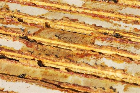 Propolis auf Bienenstock-Rähmchen