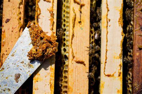 Propolis im Bienenstock - Schutzfunktion der Bienen