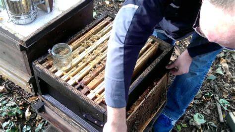 Propolis-Ernte und Verarbeitung