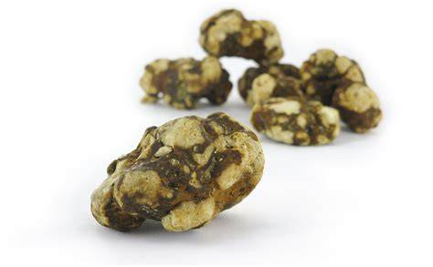 Psilocybe mexicana Sklerotien (Zaubertrüffel) im Querschnitt