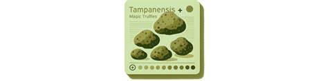 Psychedelische Trüffel, Psilocybe tampanensis, Wirkung und Anbau