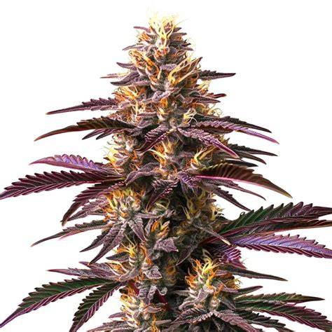 Purple Gelato Buds, Ernte und Blütenfarben