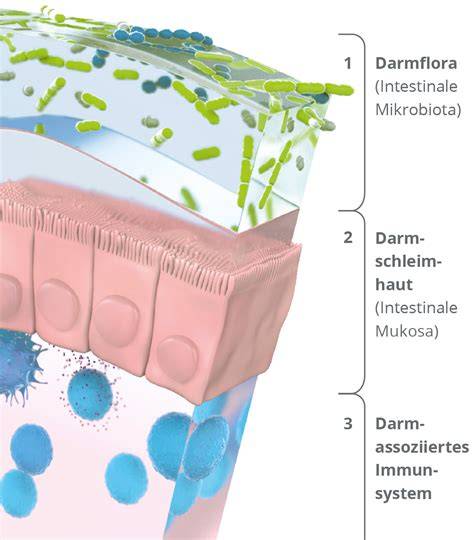 Querschnitt des Darms mit normaler versus durchlässiger Darmschleimhaut