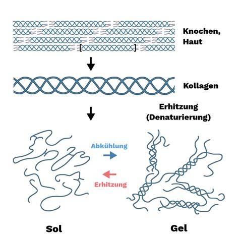 Querschnitt durch Gelatine: Struktur und Herstellung