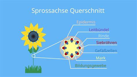 Querschnitt einer Haferdrink-Schokolade mit Nussstücken