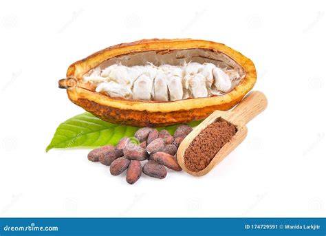 Querschnitt einer Kakaobohne mit Schale: Bohnenkern, Schale, Nibs