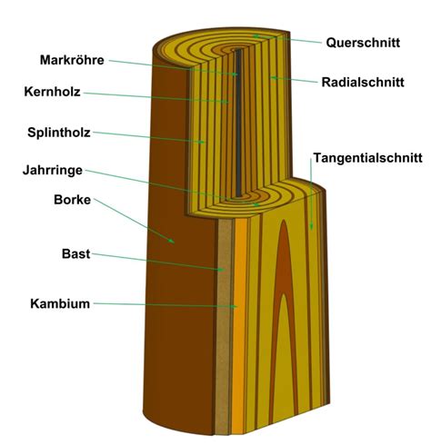 Querschnitt eines Eichenfasses und Extraktion von Holzbestandteilen