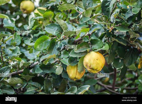 Quitten am Baum, Erntezeit im Herbst