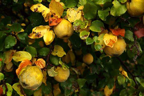 Quittenbaum und Erntezeit