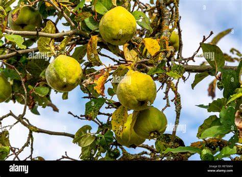 Quittenernte im naturnahen Garten, Quitten am Baum