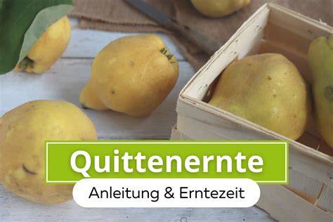 Quittenernte und -auswahl