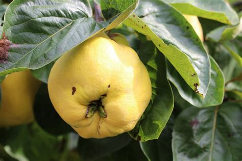 Quittenernte und Quittenfrüchte im Spätsommer