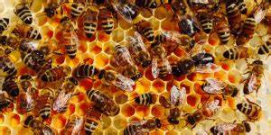 Räuberbienen und Schutzmaßnahmen