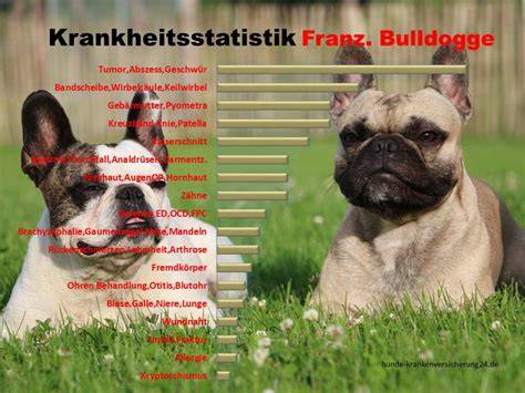 Röntgenbild: Missbildungen bei der Französischen Bulldogge