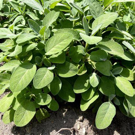 Rückschnitt von Salvia officinalis im Frühjahr
