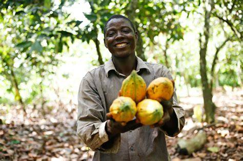 Rainforest Alliance Kakaoanbau