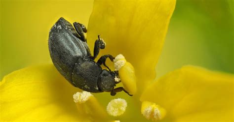 Rapsblüte, Schädlinge und Pflanzenschutzmaßnahmen